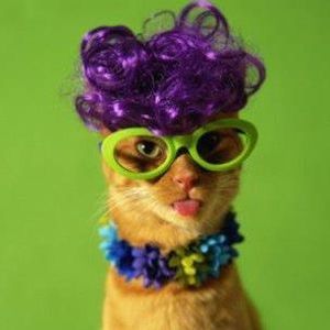 Meet your Posher, Daisy